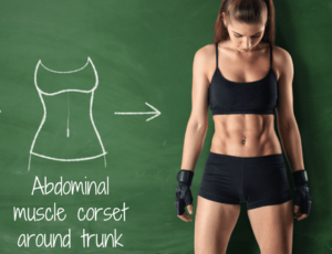 Abdominal muscle corset around the trunk