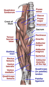 Hip muscles